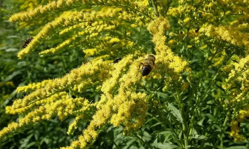 Descubriendo la Solidago: La Vara de Oro en tu Jardín
