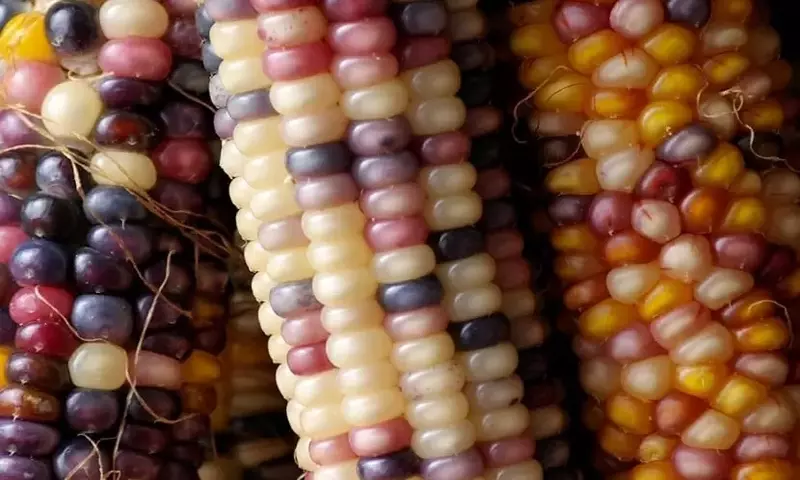 Semillas Transgénicas: Innovación Genética en la Agricultura