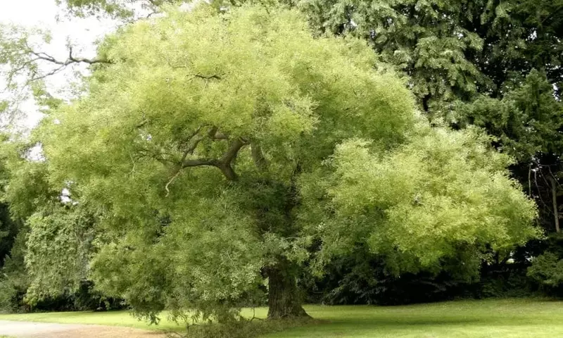 Descubriendo la Sofora Japonesa: El Árbol de las Pagodas y sus Secretos