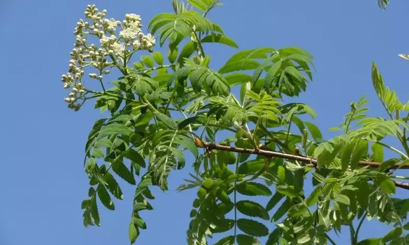 Descubre el Serbal Común: Un Árbol Versátil y Resistente para tu Jardín