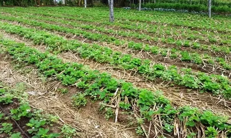 La Rotación de Cultivos: Un Pilar Fundamental para la Sostenibilidad Agrícola