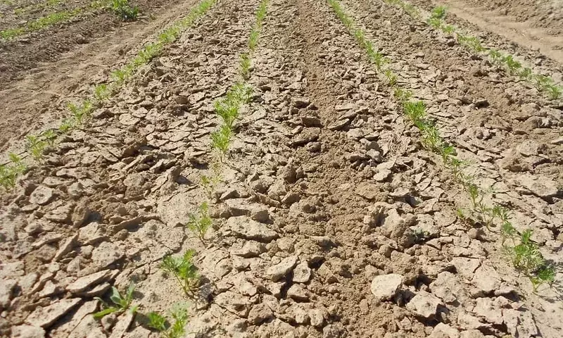 La siembra falsa: una técnica orgánica eficaz para el control de malas hierbas