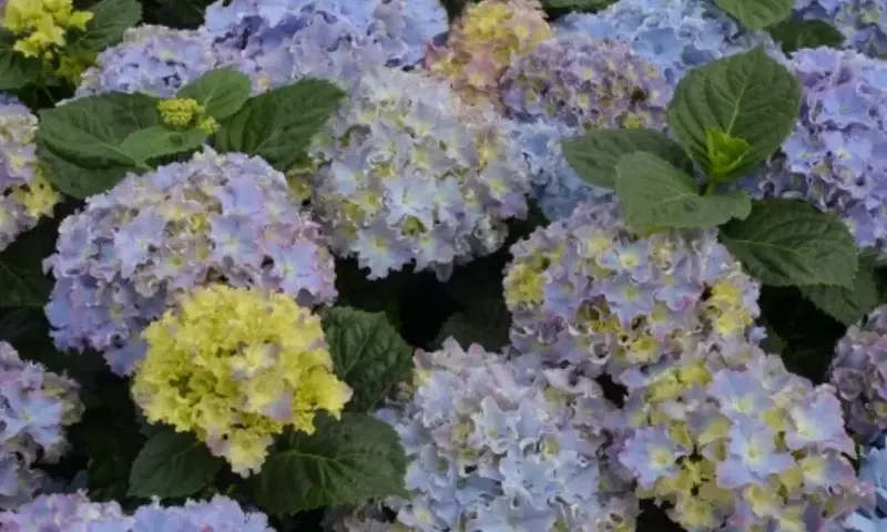 Transformando Hortensias: La Ciencia Detrás del Azul Intenso con Sulfato de Aluminio