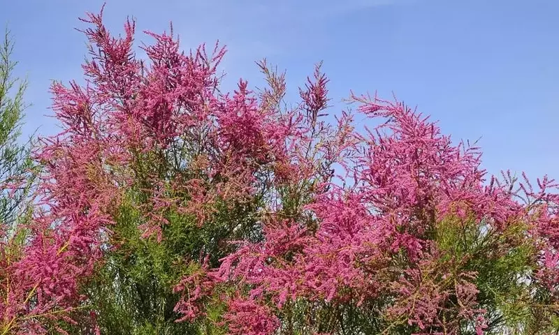 El Misterio del Tamarix: Un Árbol Exótico con Resistencia Inigualable
