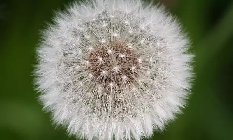 Descubriendo el Diente de León: Propiedades, Cultivo y Usos del Taraxacum Officinale