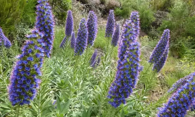 Descubriendo el Tajinaste: Una Joya Botánica de las Islas Canarias