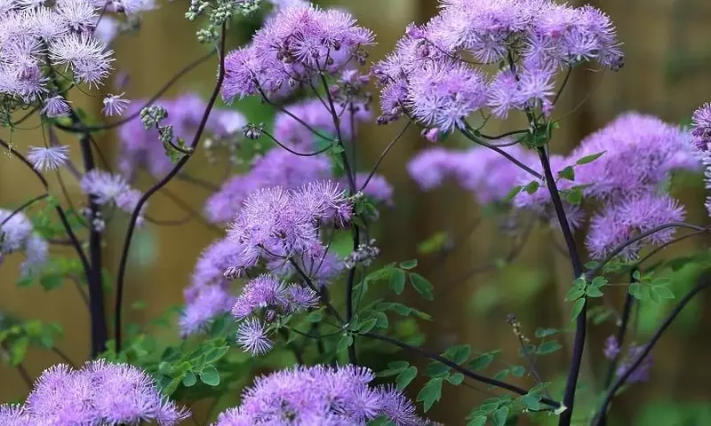 Guía Completa del Thalictrum Aquilegifolium: Cultivo y Cuidado