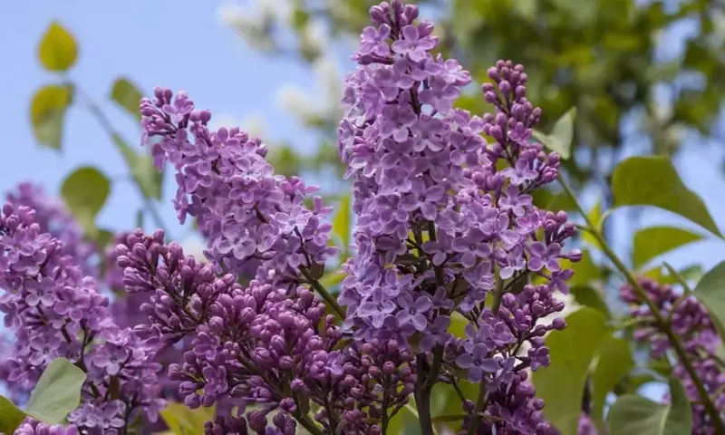 Guía Completa para el Cultivo y Cuidado de la Lila (Syringa vulgaris)