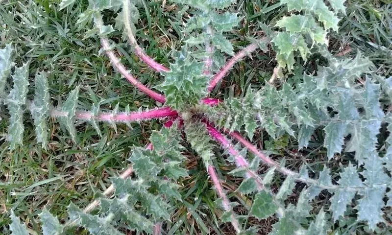 Tagarninas: De Alimento de Supervivencia a Tesoro Culinario y Medicinal