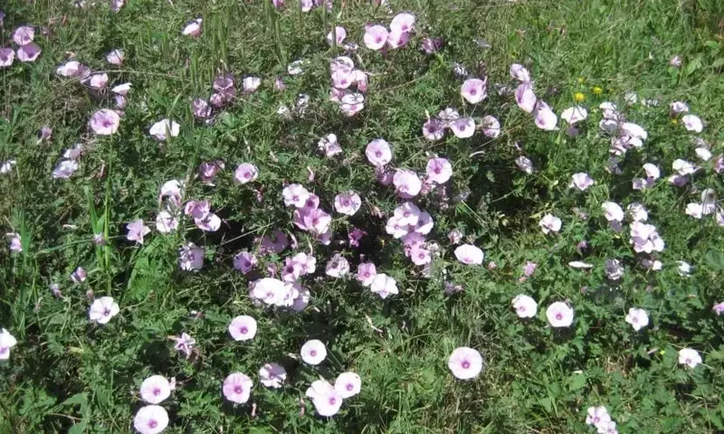 Transforma tu Jardín: La Belleza y Sostenibilidad de las Praderas Naturales