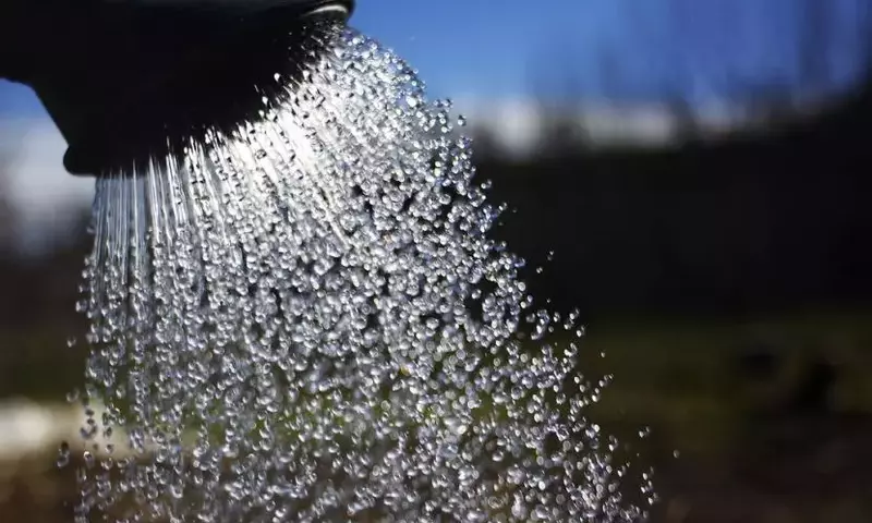 La Importancia del Agua Correcta para sus Plantas