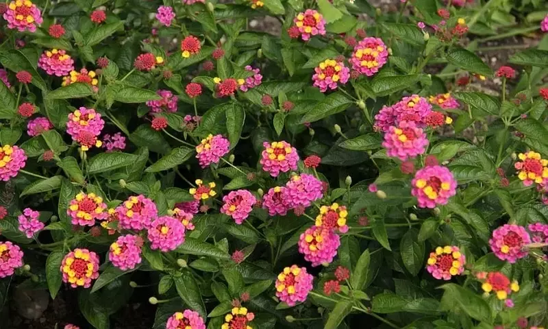 Guía Completa para el Cuidado y Poda de la Lantana