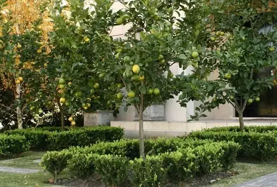 Guía Completa para Cultivar y Cuidar un Limonero en Casa