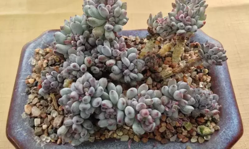 Descubriendo el Fascinante Mundo de las Graptopetalum