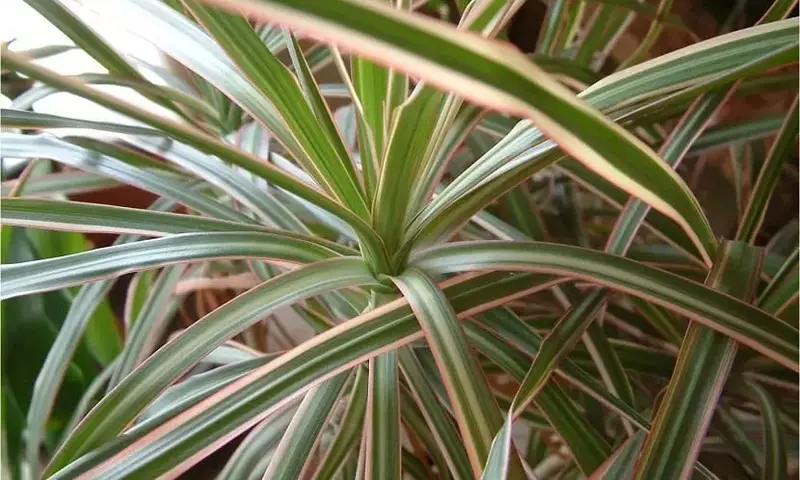 Drácena Marginata: El Cuidado Esencial para un Crecimiento Saludable