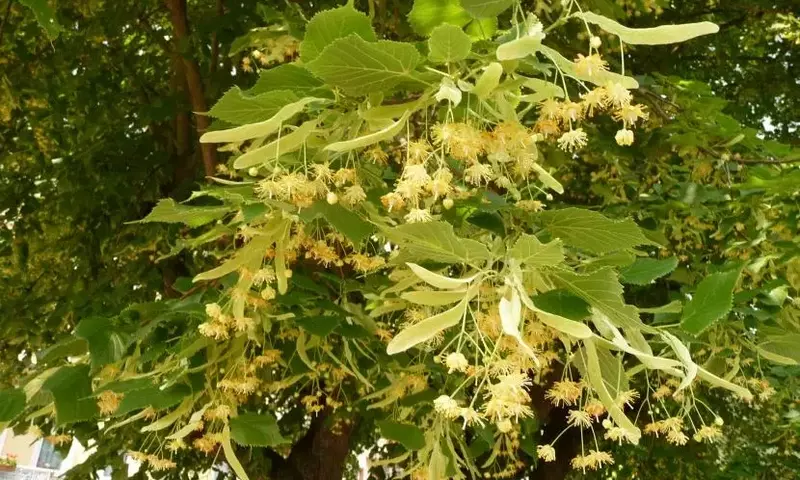 Descubriendo el Tilo: Un Gigante Majestuoso para tu Jardín