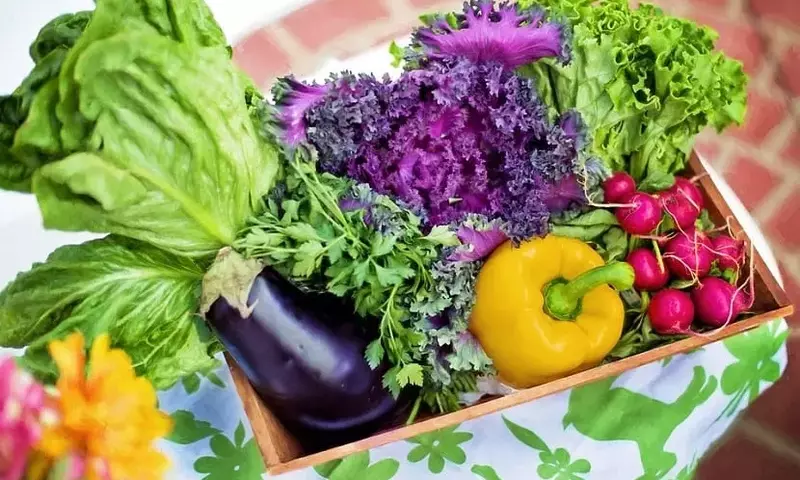 Las Hortalizas: Nutrición, Clasificación y Técnicas de Cultivo