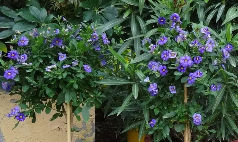 Solanum Rantonnetii: La Joya Versátil del Jardín