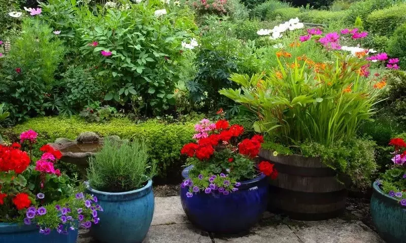 Guía Completa para el Cultivo Exitoso de Plantas en Macetas