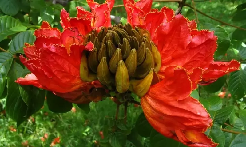 Spathodea campanulata: El Árbol de Flores Cautivadoras y Sus Cuidados Esenciales