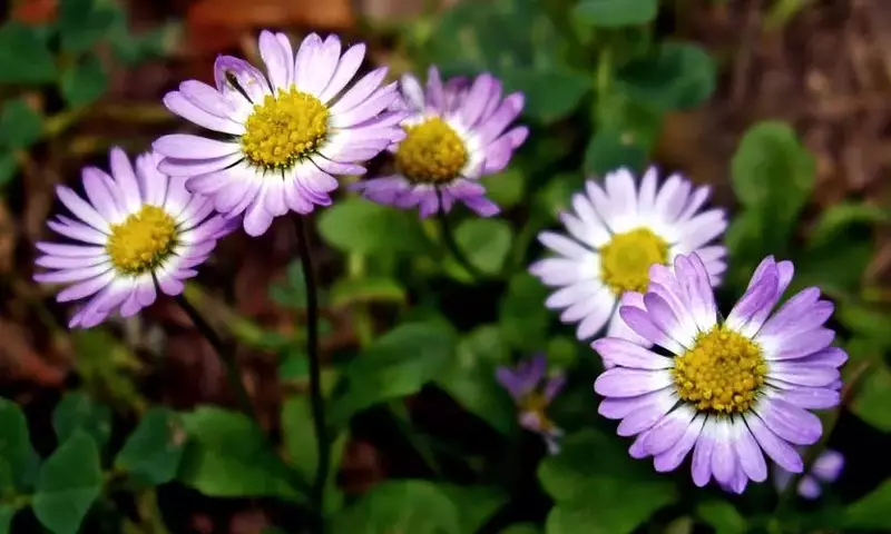Guía Definitiva para Revitalizar Plantas Afligidas