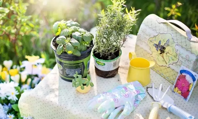 Consejos Esenciales para el Mantenimiento Exitoso de Jardines