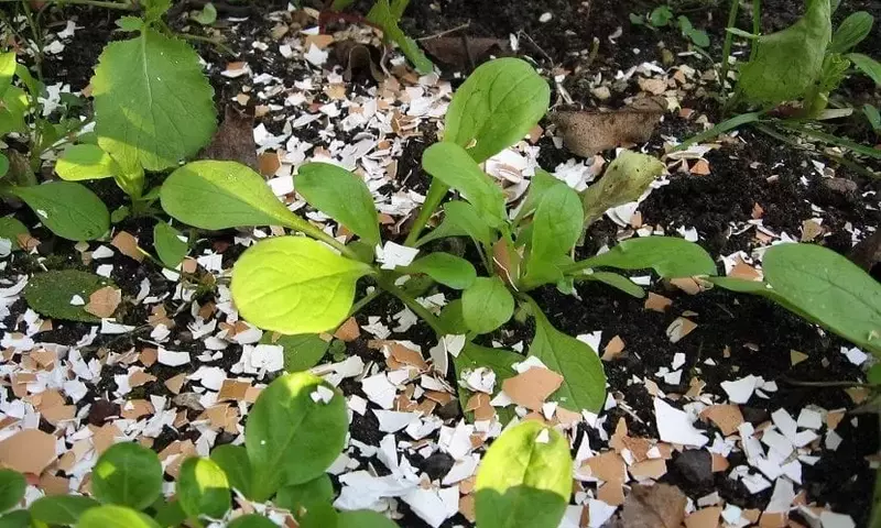 Cáscaras de Huevo: Un Tesoro Oculto para tu Jardín