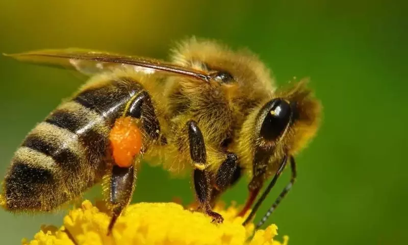 Revolución Natural: Feromonas para el Control Ecológico de Plagas