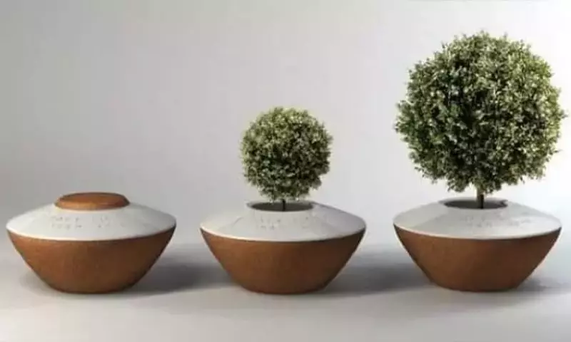 Innovación Funeraria: Urnas Biodegradables Transforman el Recuerdo en Vida Arborícola