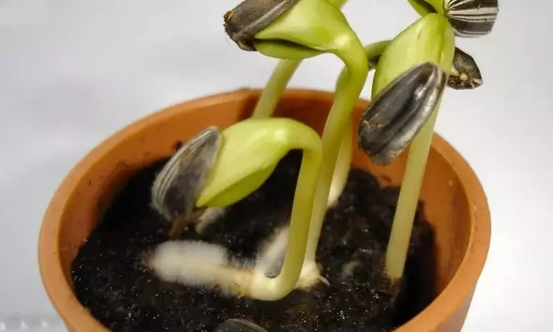 Técnicas Esenciales para la Germinación Exitosa de Semillas
