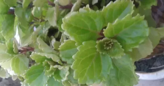 La Plectranthus Verticillatus: Un Toque de Prosperidad y Belleza en Tu Hogar