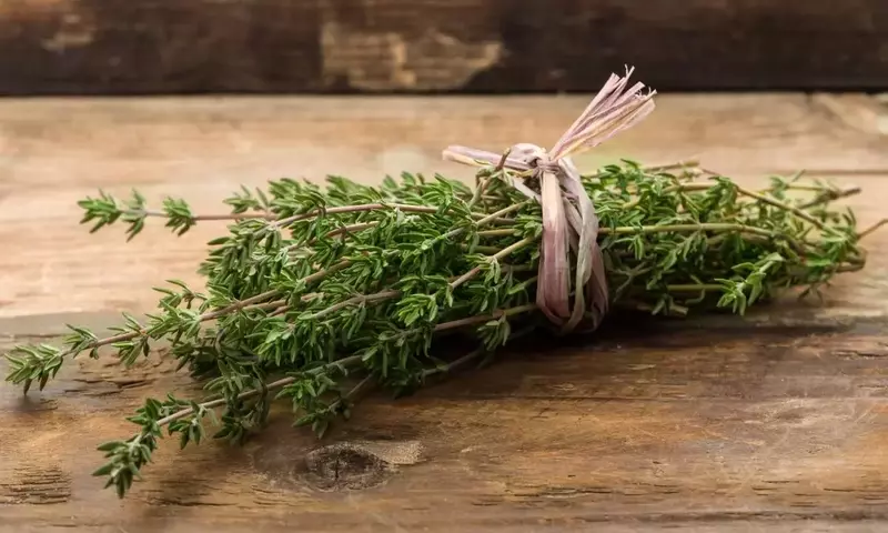 Tomillo Limonero: Una Joya Botánica con Propiedades Culinarias y Medicinales