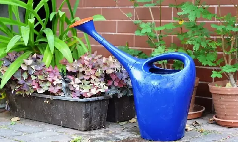 Guía Completa para el Uso del Hidrogel en la Jardinería: Optimización del Riego y Cuidado Vegetal