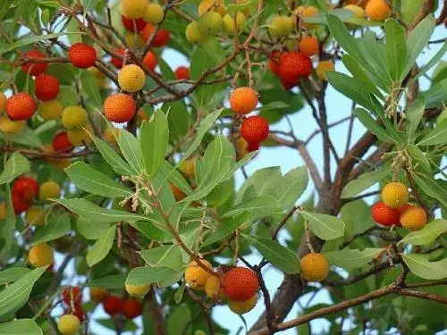 El Madroño: Un Arbusto Versátil y Resiliente para su Jardín