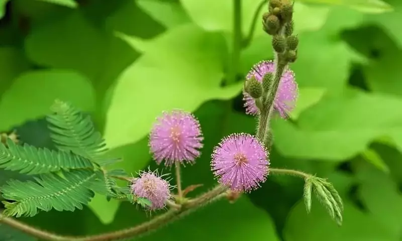 Descubriendo la Mimosa Púdica: La Planta Tímida