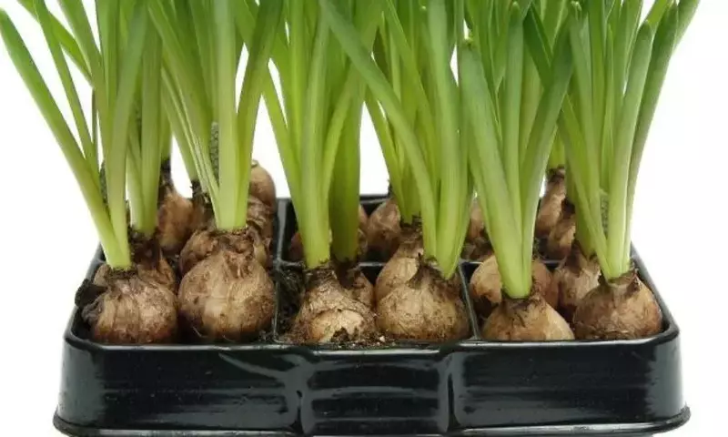 La Fascinante Diversidad y Resistencia de las Plantas Bulbosas