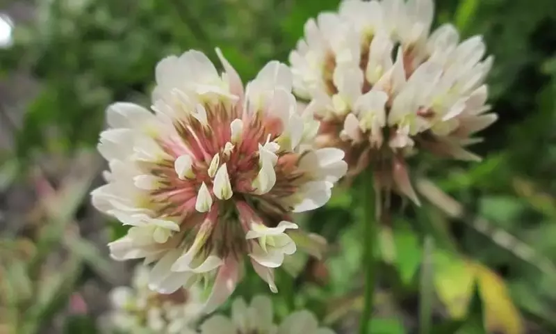 Trébol Blanco: Usos y Beneficios Más Allá del Jardín