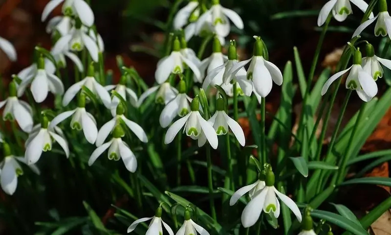 Descubriendo el Galanthus: El Emblemático Mensajero de la Primavera