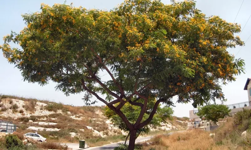 Tipuana tipu: El Árbol Ornamental con Atributos Excepcionales