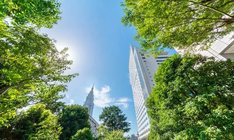 Los Bosques Urbanos: Héroes Inesperados en la Lucha contra el Cambio Climático