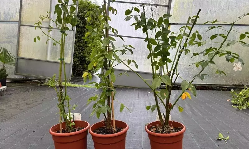 Guía Integral para el Cultivo y Cuidado del Árbol del Coral (Erythrina crista-galli)