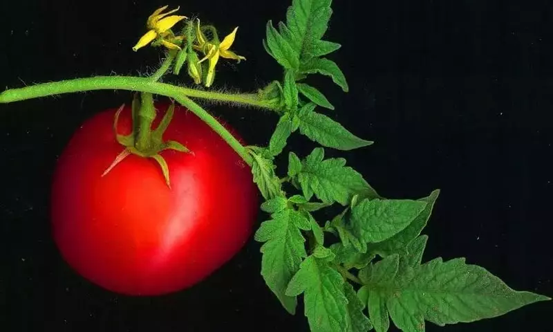 Secretos para una Cosecha Abundante de Tomates