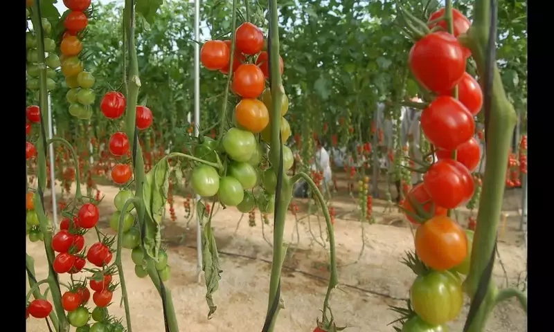 El Tomate de Colgar: Tradición, Cultivo y Sabor en tu Hogar