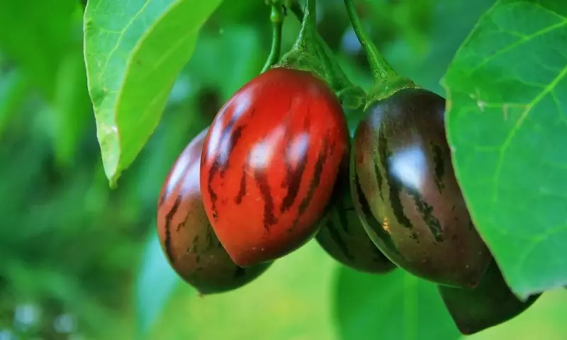 Guía Completa para el Cultivo Exitoso del Tomate de Árbol