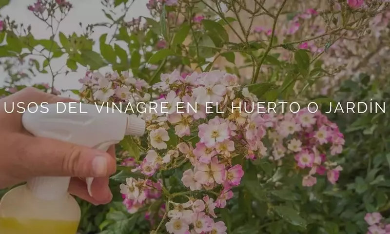 El Vinagre: Un Aliado Esencial para el Cuidado Ecológico de tu Jardín