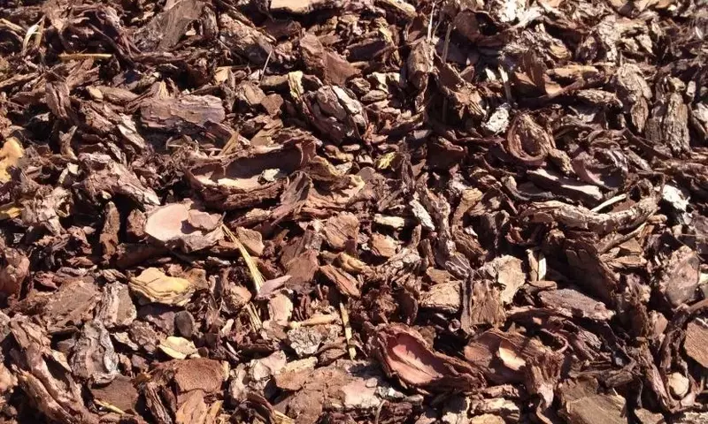 Los Múltiples Beneficios y Aplicaciones de la Corteza de Pino en la Jardinería Moderna