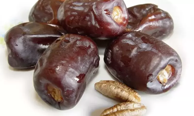 Los Múltiples Beneficios de los Frutos de Palma: Más Allá de la Belleza Ornamental