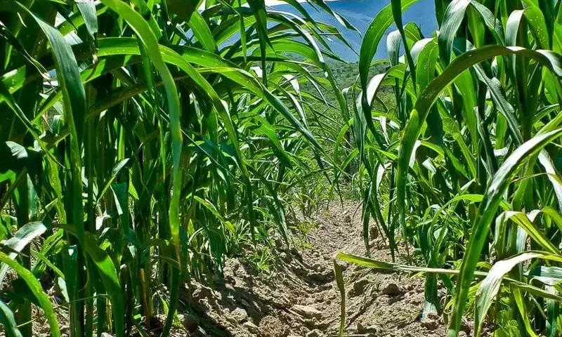 El Debate sobre las Plantas Genéticamente Modificadas: Ventajas y Desafíos