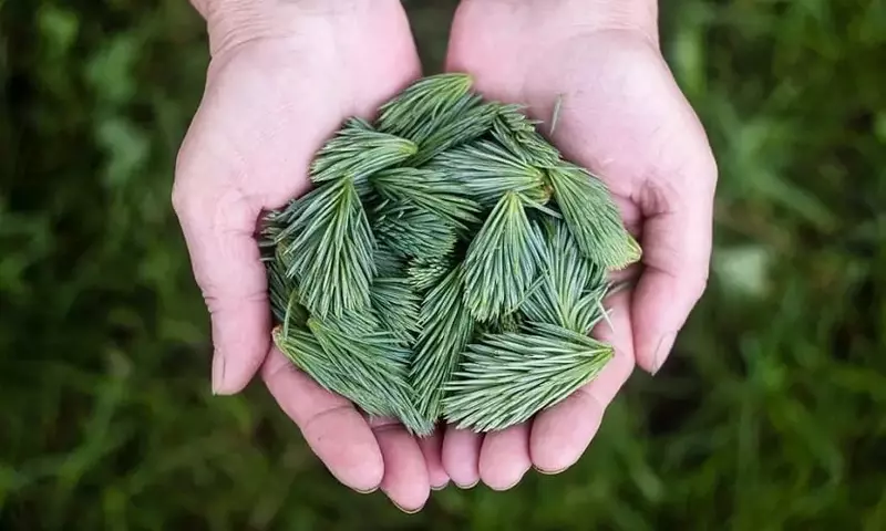 Los Múltiples Usos de las Agujas de Pino: Más Allá del Bosque
