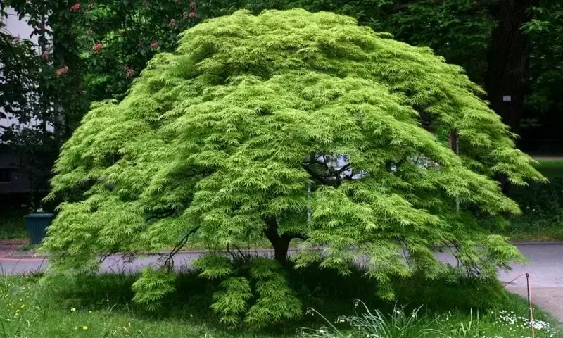Descubriendo la Diversidad y el Cuidado de los Arces Japoneses